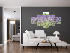 Obraz pola z lawendą (125x70 cm)