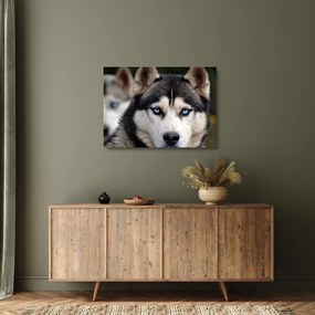 Obraz na szkle - pies husky (70x50 cm)