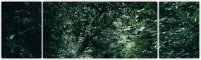 Obraz - Ścieżka przez las (170x50 cm)