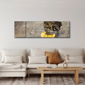 Obraz motyla (170x50 cm)