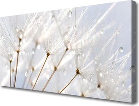 Zdjęcie na płótnie Puszysty Mniszek Lekarski