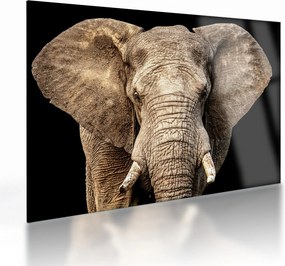 Obraz na szkle - Słoń afrykański (70x50 cm)