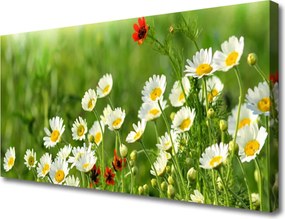 Obraz canvas Wiosenna Stokrotka w Trawie