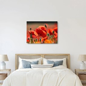 Obraz na szkle - maki (70x50 cm)