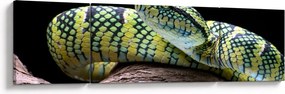Obraz - Grzechotnik Waglera (170x50 cm)