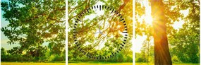 Obraz - Słoneczny Las (z zegarem) (90x30 cm)