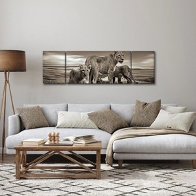 Obraz czarno - białych lwów (170x50 cm)