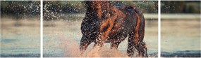 Obraz - Biegnący koń (170x50 cm)