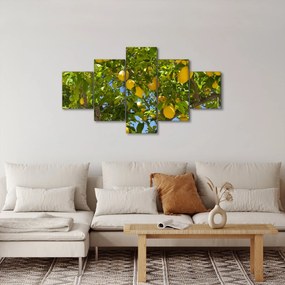 Obraz - Drzewo cytrynowe (125x70 cm)