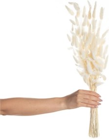 Bukiet Dmuszka 60cm cream