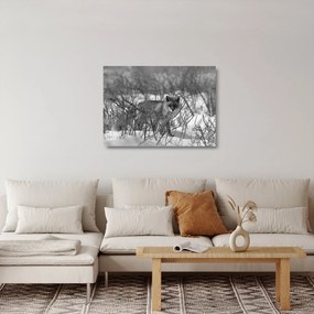 Obraz na szkle - Lis w zimie (70x50 cm)