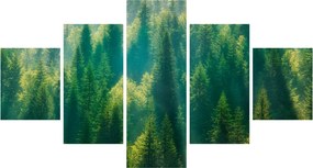 Obraz - Las sosnowy (125x70 cm)