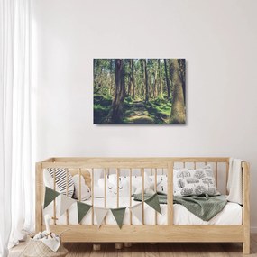 Obraz na szkle ścieżki pomiędzy drzewami (70x50 cm)