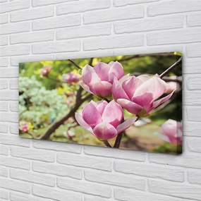 Obraz canvas na ścianę Drzewa Magnolii