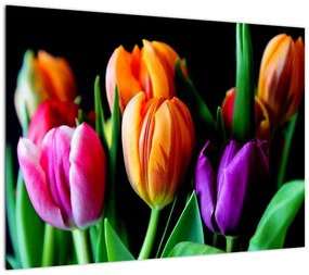 Obraz tulipanów na czarnym tle (70x50 cm)