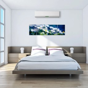 Obraz stokrotek (170x50 cm)