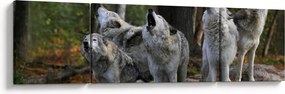 Obraz - Wilki na skale (170x50 cm)