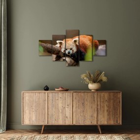 Obraz czerwonej pandy (125x70 cm)