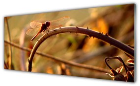 Obraz Akrylowy Ważka Natura Roślina