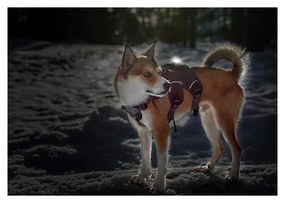 Lampka LED na obrożę White – Orbiloc