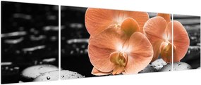 Obraz - Pomarańczowe orchidee (170x50 cm)