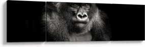 Obraz - Goryl (170x50 cm)