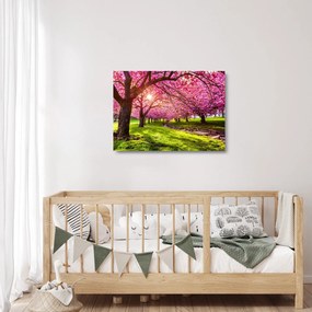 Obraz na szkle kwitnących czereśni, Hurd Park, Dover, New Jersey (70x50 cm)