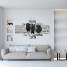 Obraz - Szkockie krowy (125x70 cm)
