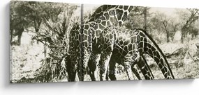 Obraz - Żyrafy, vintage (z zegarem) (90x30 cm)