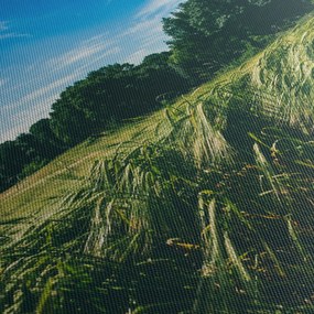 Obraz łąki i lasu (70x50 cm)