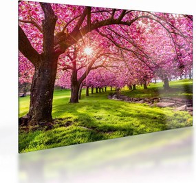 Obraz na szkle kwitnących czereśni, Hurd Park, Dover, New Jersey (70x50 cm)