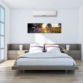 Obraz pola lawendy (170x50 cm)