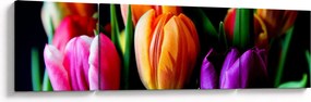 Obraz tulipanów na czarnym tle (170x50 cm)