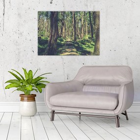 Obraz ścieżki pomiędzy drzewami (70x50 cm)