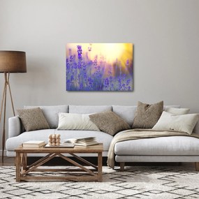 Obraz - Lawenda (70x50 cm)