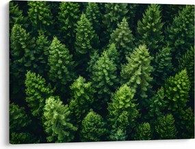 Obraz - Las (70x50 cm)