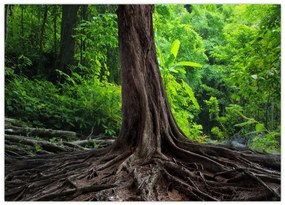 Obraz na szkle - Stare drzewo z korzeniami (70x50 cm)