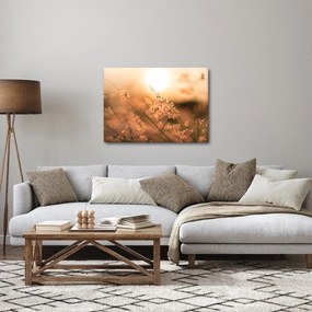Obraz - Trawa  na słońcu (70x50 cm)