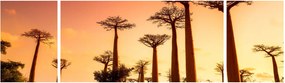 Obraz - Zachód słońca w Baobab Alley (170x50 cm)