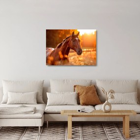 Obraz na szkle - Koń o zachodzie słońca (70x50 cm)
