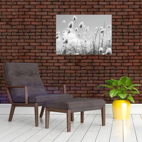 Obraz - Trawa z ogonkiem króliczka Boho (70x50 cm)