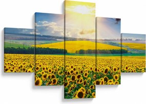 Obraz - Pole słoneczników (125x70 cm)