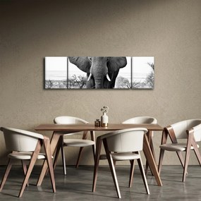 Obraz - Słoń afrykański II. (170x50 cm)