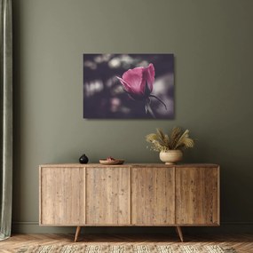 Obraz na szkle - Detal kwiatu róży (70x50 cm)