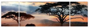 Obraz - Park Narodowy Serengeti, Tanzania, Afryka (170x50 cm)