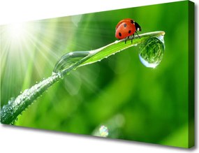 Obraz canvas na ścianę Mała Biedronka na Źdźble