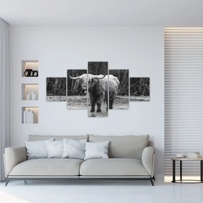 Obraz - Szkocka krowa 3, czarno - biały (125x70 cm)