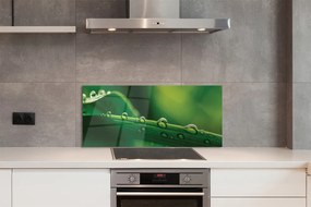 Panel szklany do Kuchni Źdźbło Trawy z Kroplą Rosy