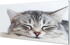 Szkło do Kuchni na Ścianę Słodki Sen Śpiącego Kota