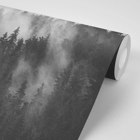 Fototapeta las w czarno-białej mgle